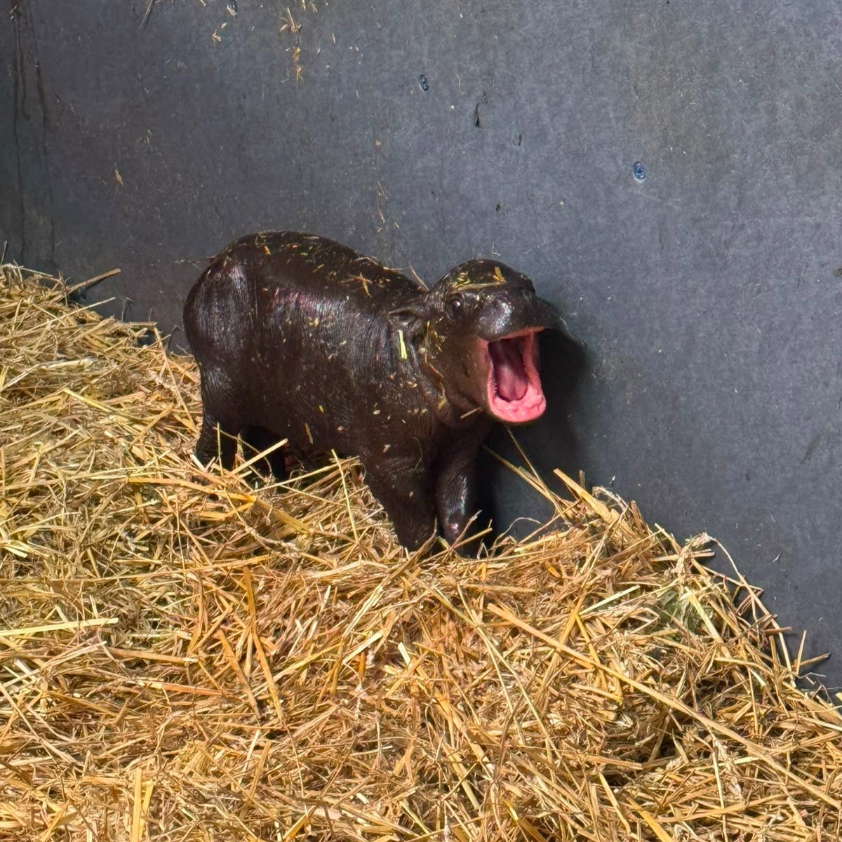 Tung the pygmy hippo calf